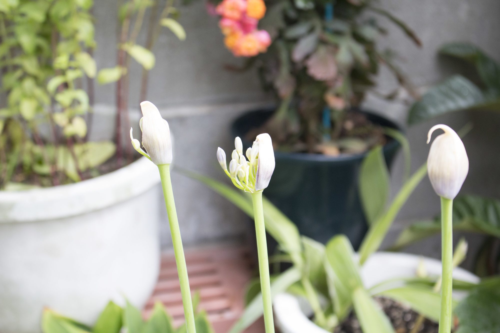 お客様からの贈り物。お花