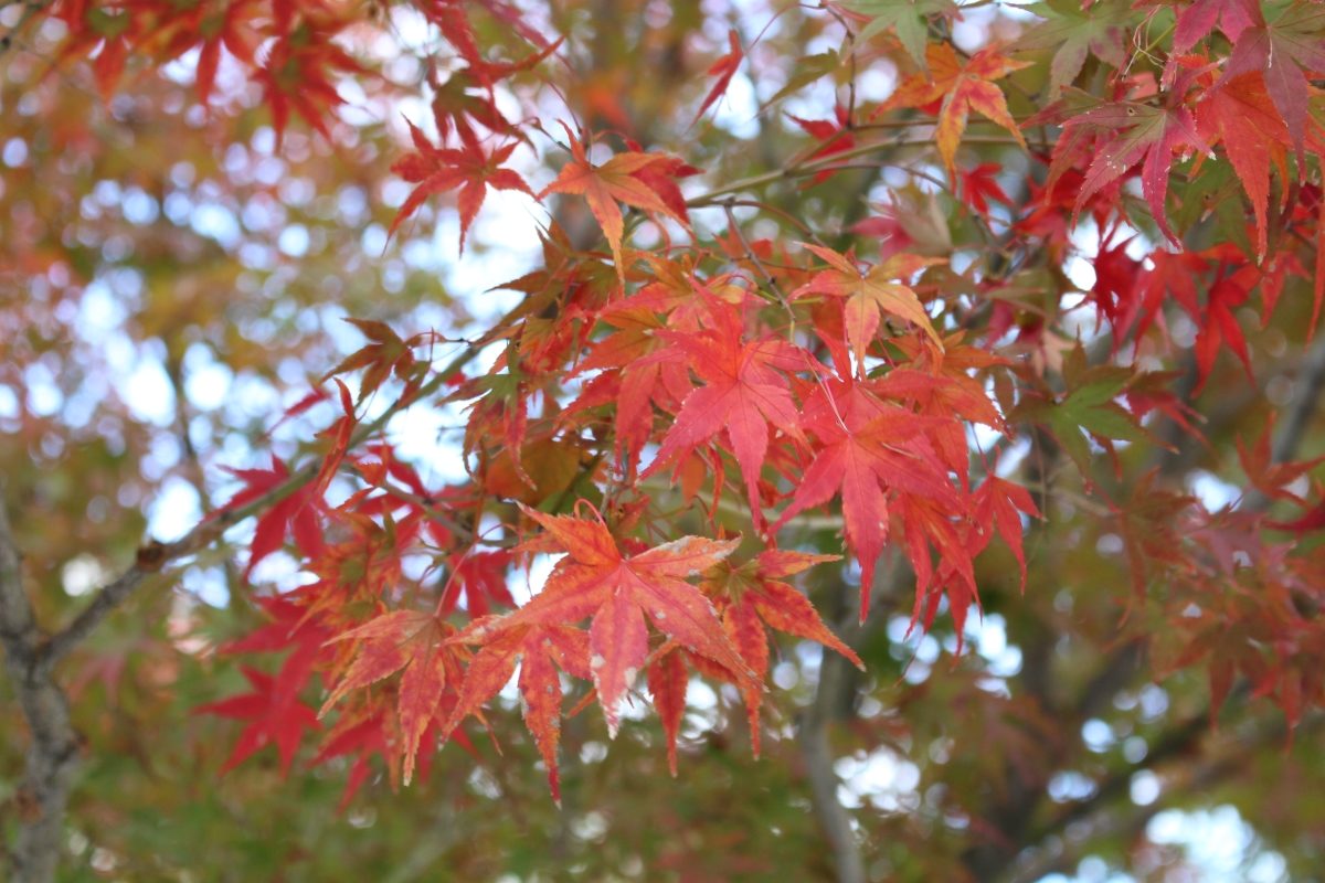 京都の紅葉